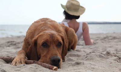 Urlaub mit Hund