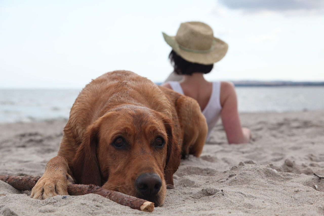 Urlaub mit Hund Luxus Ferienhäuser Binz Insel Rügen im Ostseebad